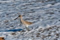 Dowitcher Seabird in the Surf Royalty Free Stock Photo