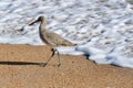 Dowitcher Seabird in the Surf Royalty Free Stock Photo