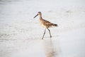 Dowitcher Walking in Surf