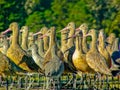 Dowitchers and Marbled Godwits Alert and Watching Royalty Free Stock Photo