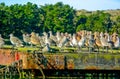 Dowitchers and Marbled Godwits Resting and Roosting Royalty Free Stock Photo