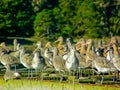 Dowitchers and Marbled Godwits Resting Royalty Free Stock Photo
