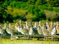 Dowitchers and Marbled Godwits Resting and Watching Royalty Free Stock Photo