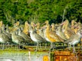 Dowitchers and Marbled Godwits Roosting and Resting Royalty Free Stock Photo