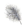 Down bird feather. Watercolor illustration. Hand drawn realistic bird grey light, fluffy, soft down feather element