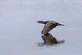 Down on the Deck - Cormorant in Flight Royalty Free Stock Photo