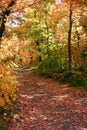 Down the Fall Path