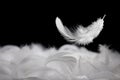 Down Feathers. Soft White Fluffly Feathers Falling in The Air. Floating Feather. Swan Feather on Black Background