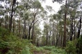 Down Hill Forest Path Royalty Free Stock Photo