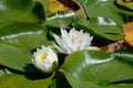 White water lilies down at the pond Royalty Free Stock Photo