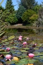 White water lilies down at the pond Royalty Free Stock Photo