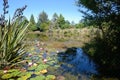 White water lilies down at the pond Royalty Free Stock Photo