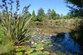 White water lilies down at the pond Royalty Free Stock Photo