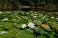 White water lilies down at the pond Royalty Free Stock Photo