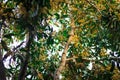 down view of mangos,mango fruit and bole& x28;trunk& x29; ,mango garden and dry leaf of mango,Plantation of mango trees