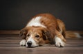 A downcast border collie dog lies on a wooden floor