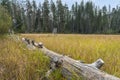 Downed log in a Meadow Royalty Free Stock Photo