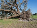 Downed Oak Tree and its Root Royalty Free Stock Photo