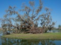 Downed Oak Tree Royalty Free Stock Photo