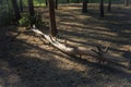Downed pine across the path Royalty Free Stock Photo