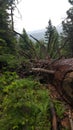 Downed Tree and a Foogy Day