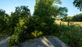 Downed tree overtakes entire road