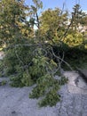 Downed tree during tropical storm Isaias Royalty Free Stock Photo