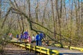 Downed Tree on Walking Trail