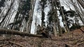 Downed trees in the forest