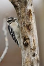 Downey Woodpecker