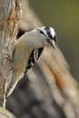 Downey Woodpecker