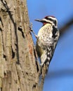 Downey Woodpecker Royalty Free Stock Photo