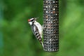 Downey Woodpecker Royalty Free Stock Photo