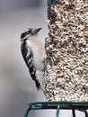 Downey Woodpecker on Bird Feeder