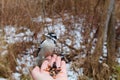 Downey Woodpecker eating from hand