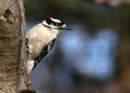 Downey Woodpecker I Royalty Free Stock Photo