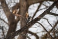 Downey Woodpecker on Oak tree branch