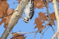 A downey woodpecker perched on a bracnh with fall colors in the background