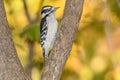 A downey woodpecker perched on a bracnh with fall colors in the background
