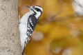 A downey woodpecker perched on a bracnh with fall colors in the background