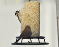 Downey Woodpecker and Purple Finch on Bird Feeder