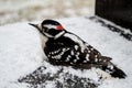 Downey Woodpecker in the snow