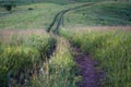 Downhill country dirt road winding in tall grass in Altai Mountains, Kazakhstan, at dusk