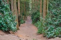 Downhill pathway in the woods through the trees Royalty Free Stock Photo