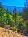 Downhill view of Colorado mountainside