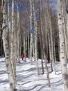 Downhill woman skier