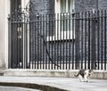 10 Downing Street Chief Mouser cat Royalty Free Stock Photo