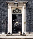 10 Downing Street Chief Mouser cat Royalty Free Stock Photo