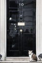 10 Downing Street Chief Mouser cat Royalty Free Stock Photo