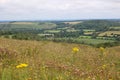 Downland and wildflowers Royalty Free Stock Photo